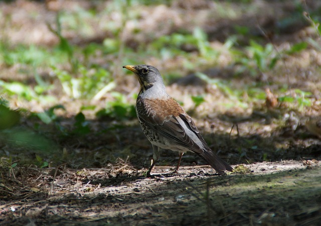 瞻与观