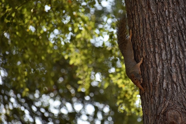 克福期间 克福期间